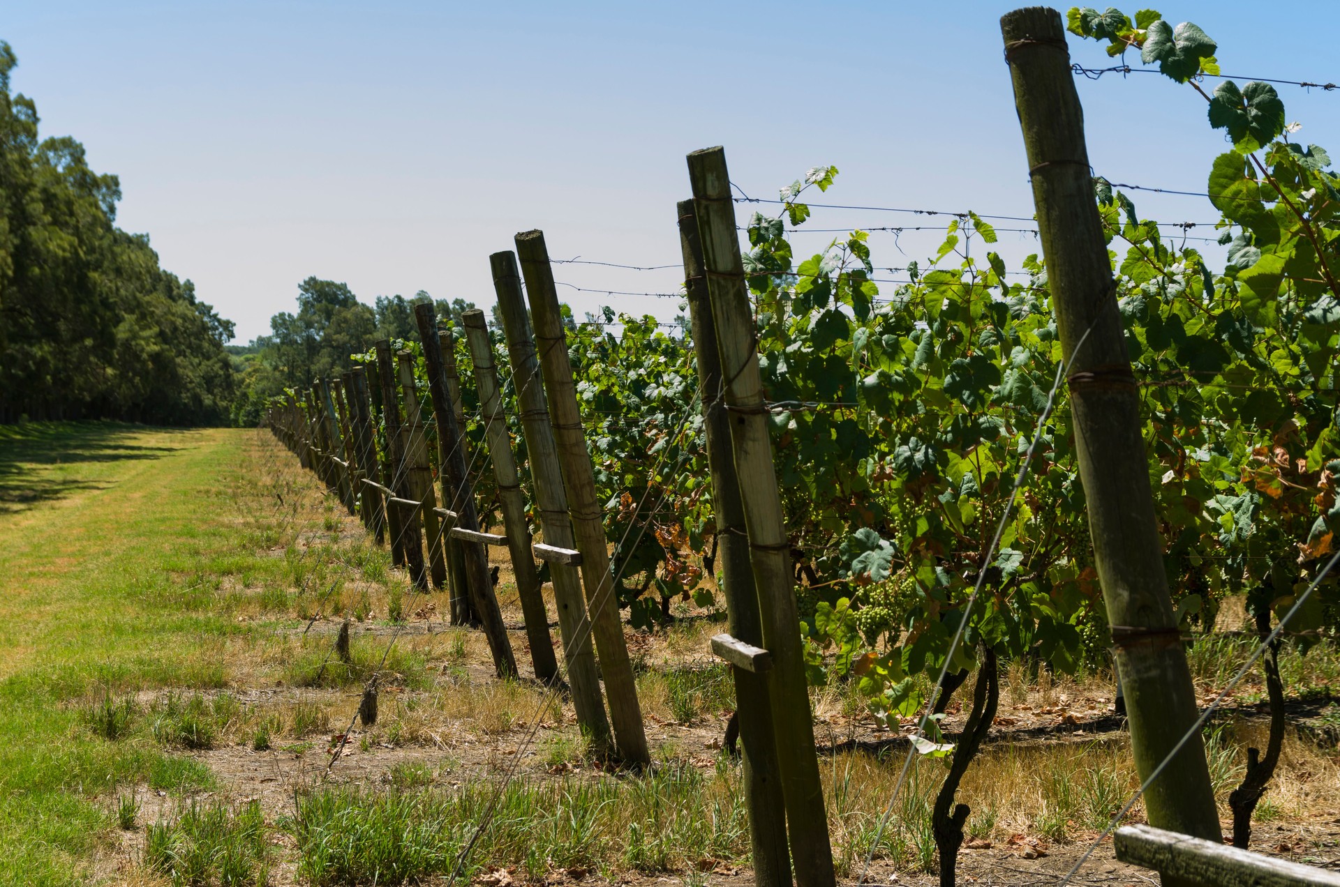 Uvas europeas en bodega uruguaya